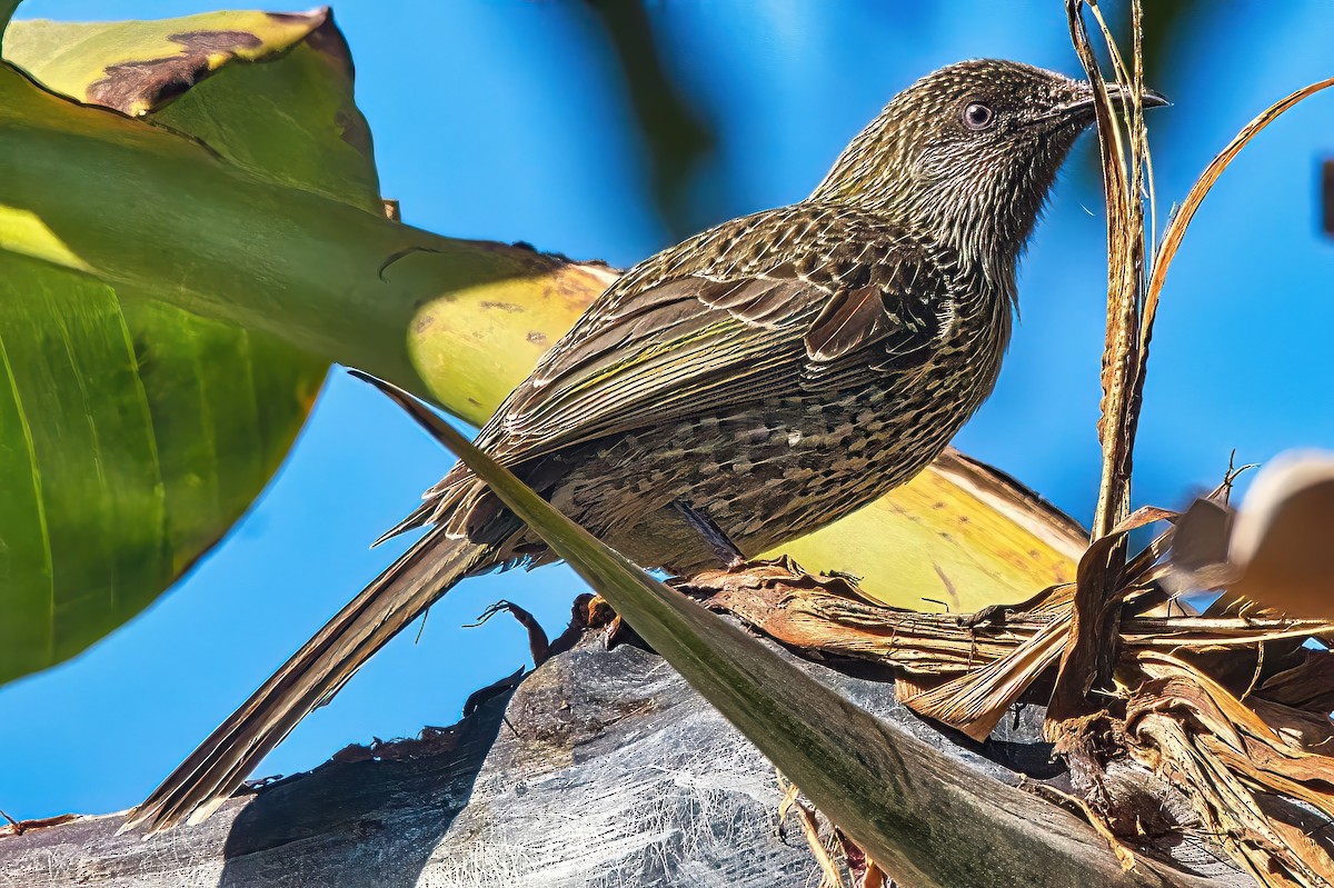 Little Wattlebird - ML620596060