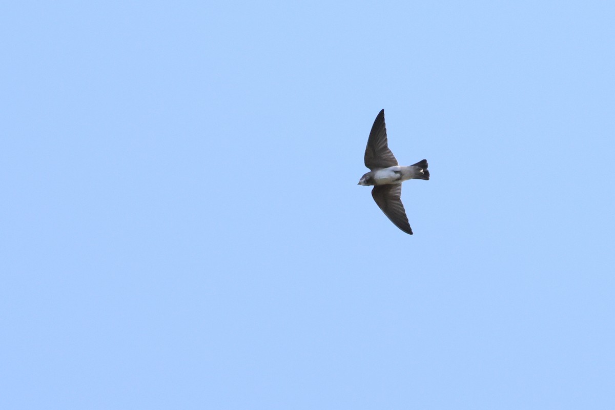 Cliff Swallow - ML620596061