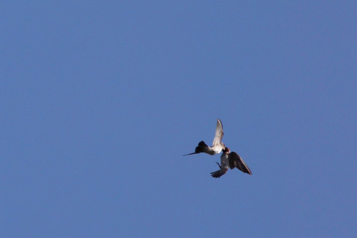 Cliff Swallow - ML620596062