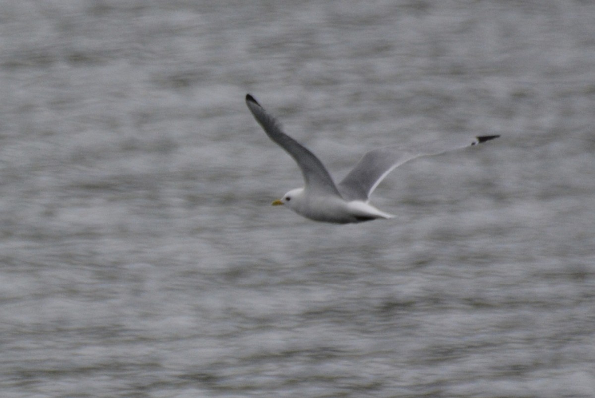 Gaviota Tridáctila - ML620596063