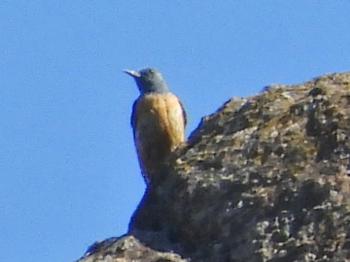 Rufous-tailed Rock-Thrush - ML620596066