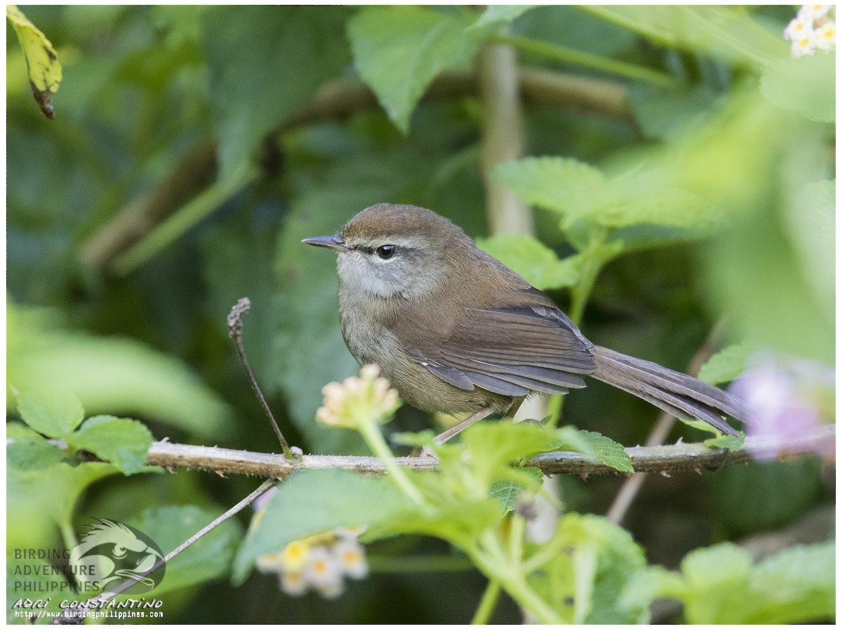 Philippine Bush Warbler - ML620596069