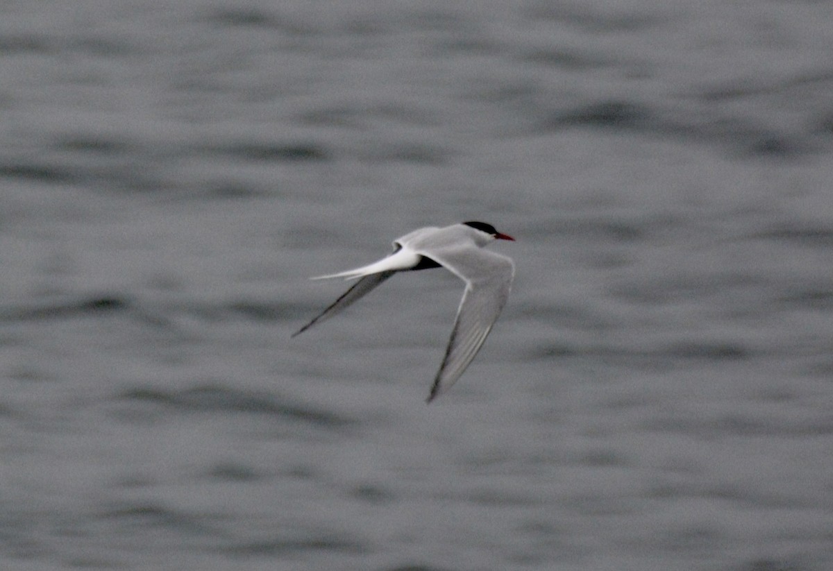 Arctic Tern - ML620596078