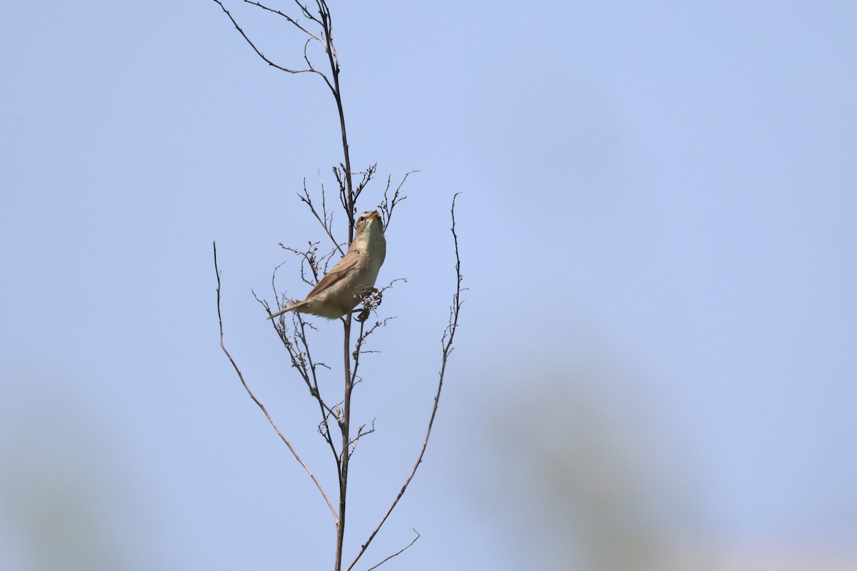 Black-browed Reed Warbler - ML620596084