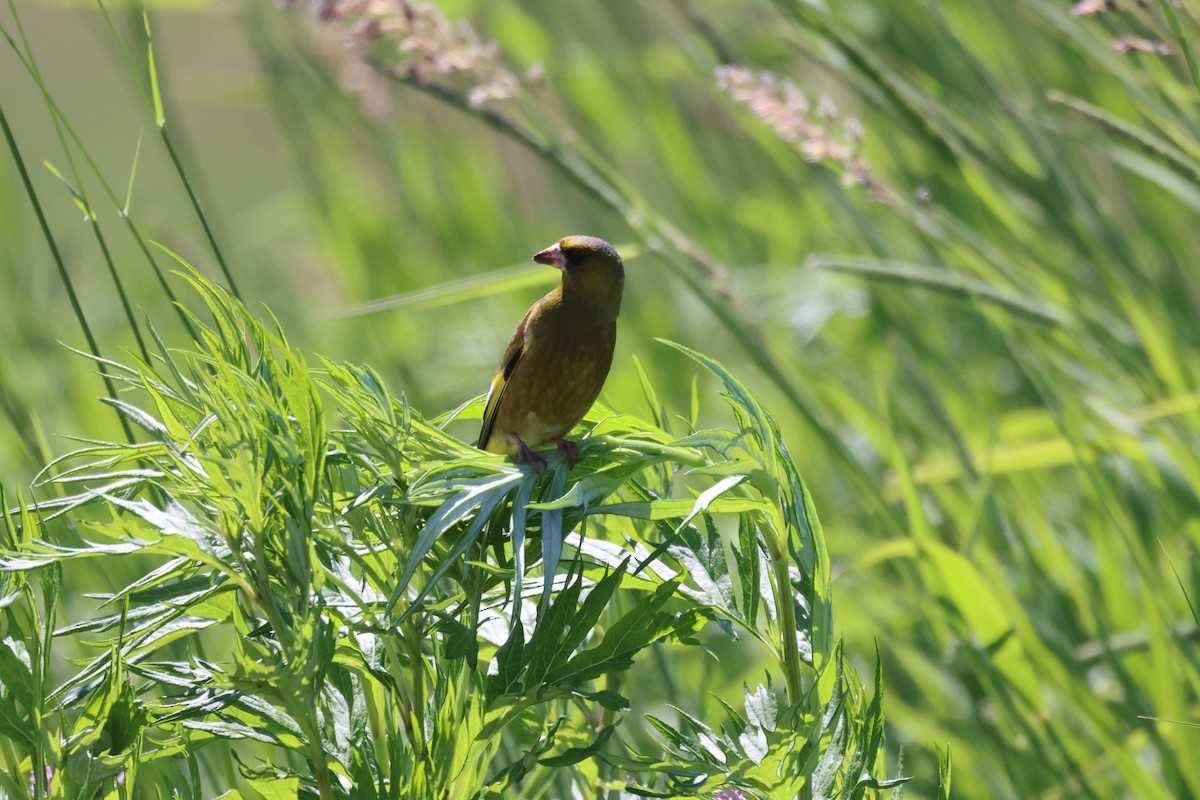 Oriental Greenfinch - ML620596090