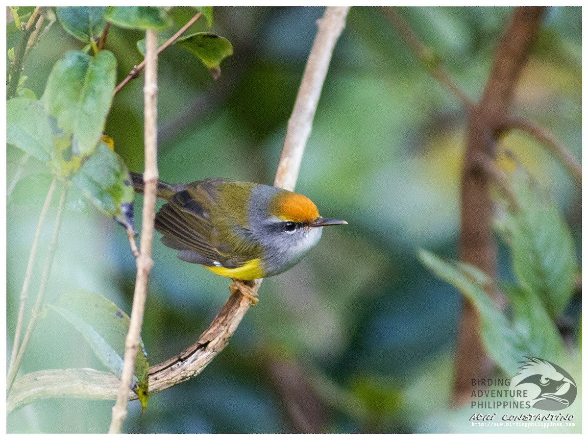 Mountain Tailorbird - ML620596091