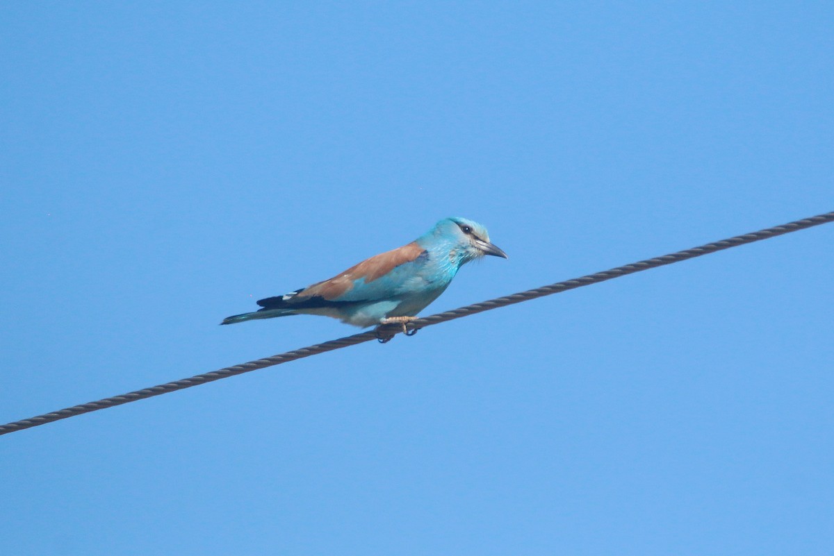 European Roller - ML620596092