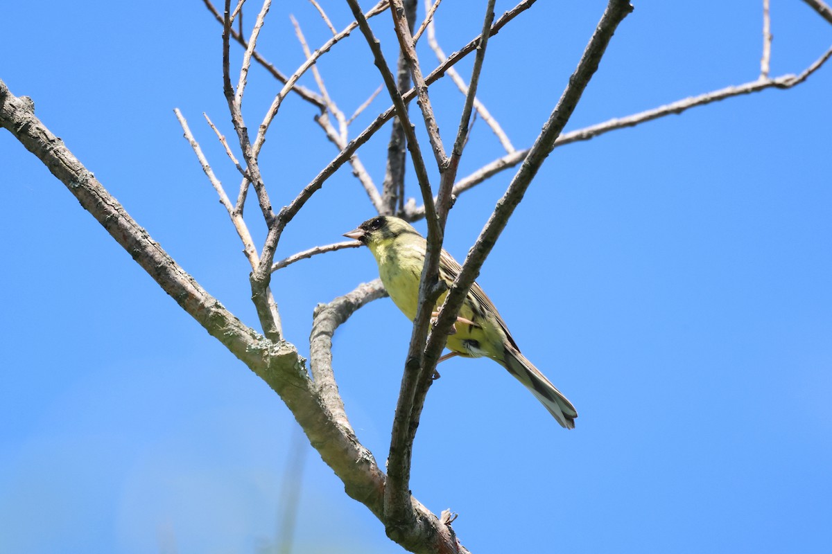 Masked Bunting - Akinori Miura