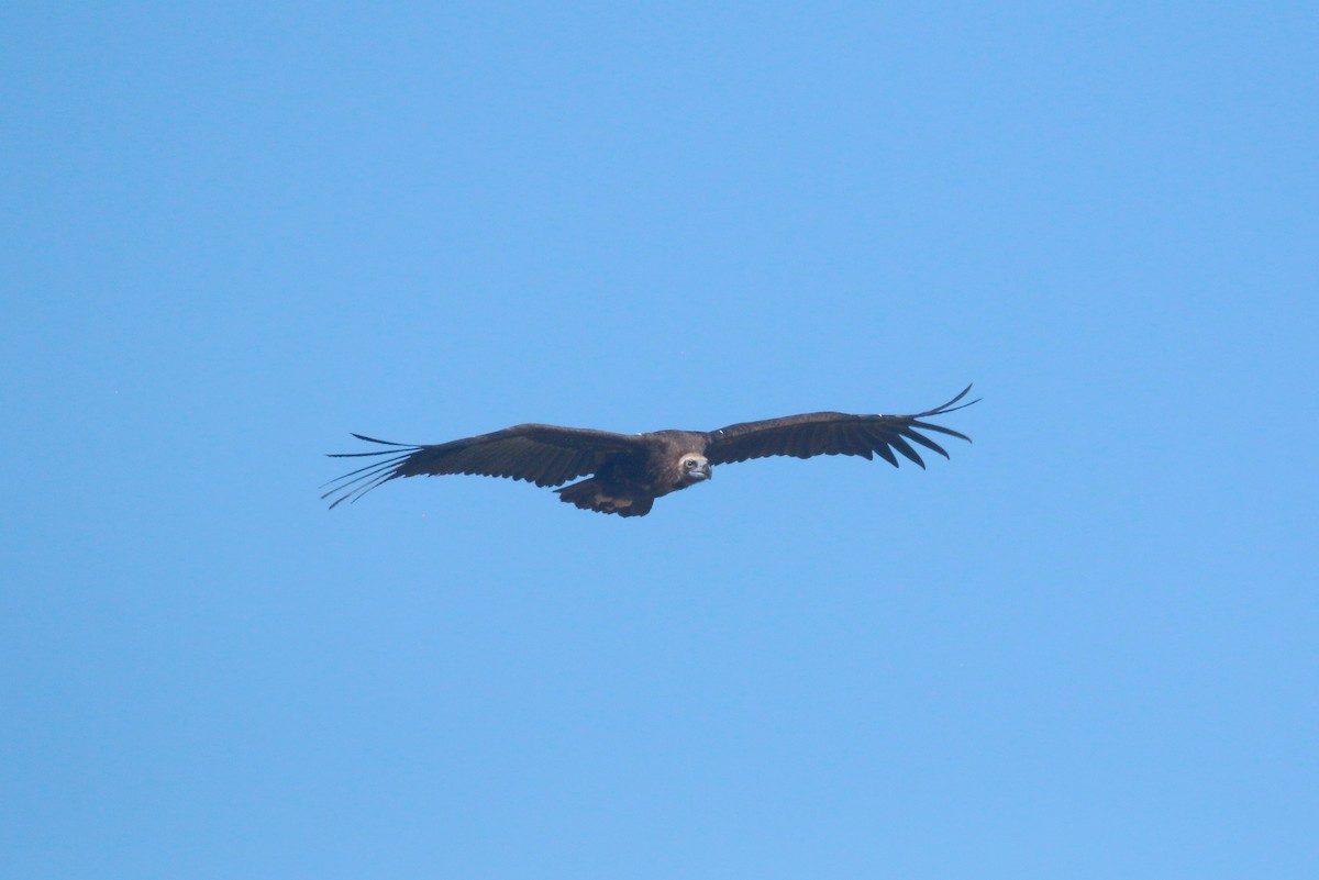 Cinereous Vulture - ML620596097