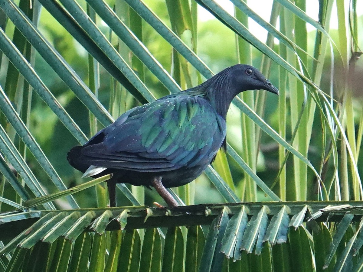 Nicobar Pigeon - ML620596104