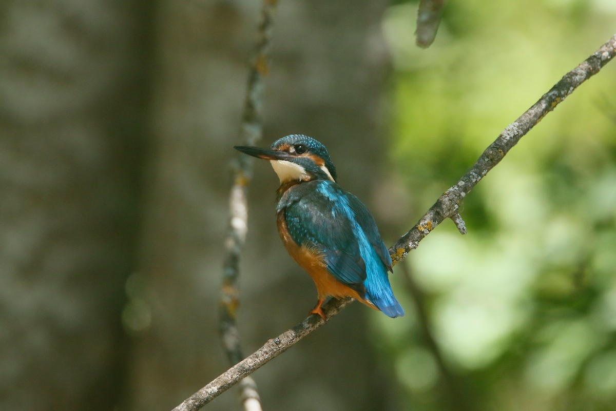 Martin-pêcheur d'Europe - ML620596105