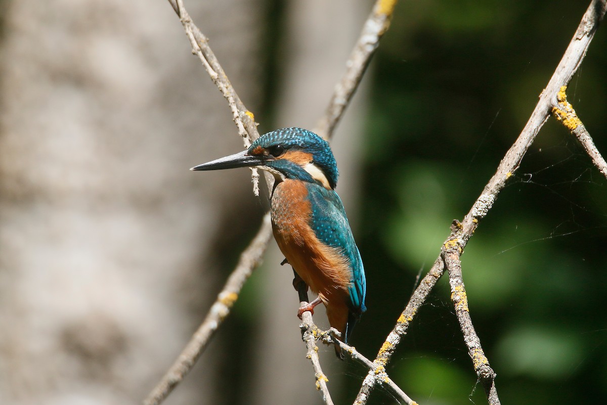 Common Kingfisher - ML620596106