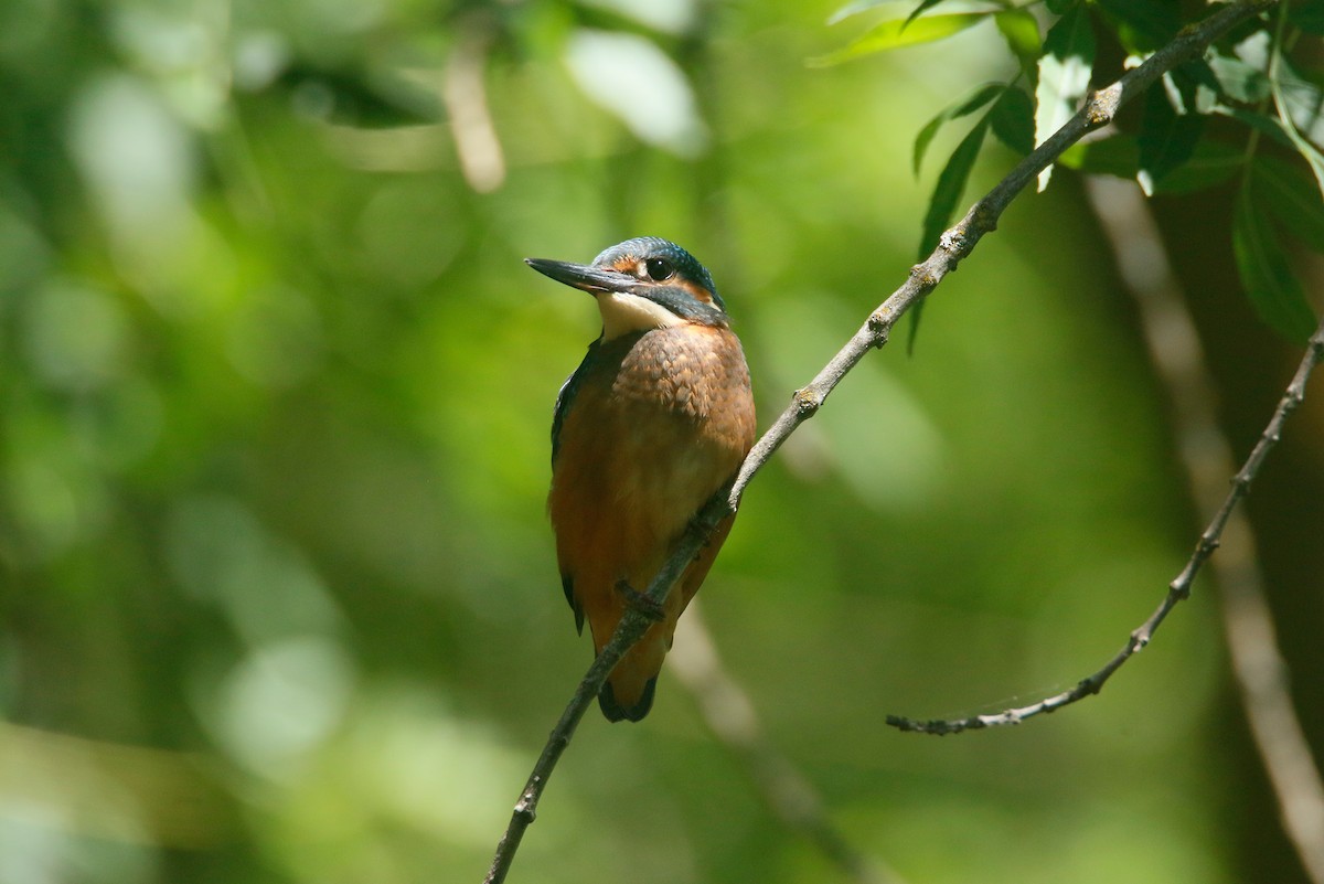 Common Kingfisher - ML620596107