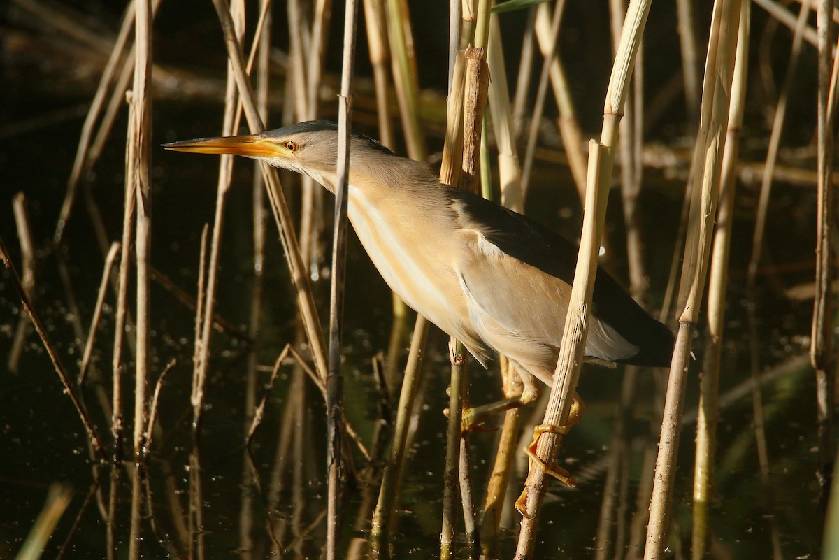 Little Bittern - ML620596109