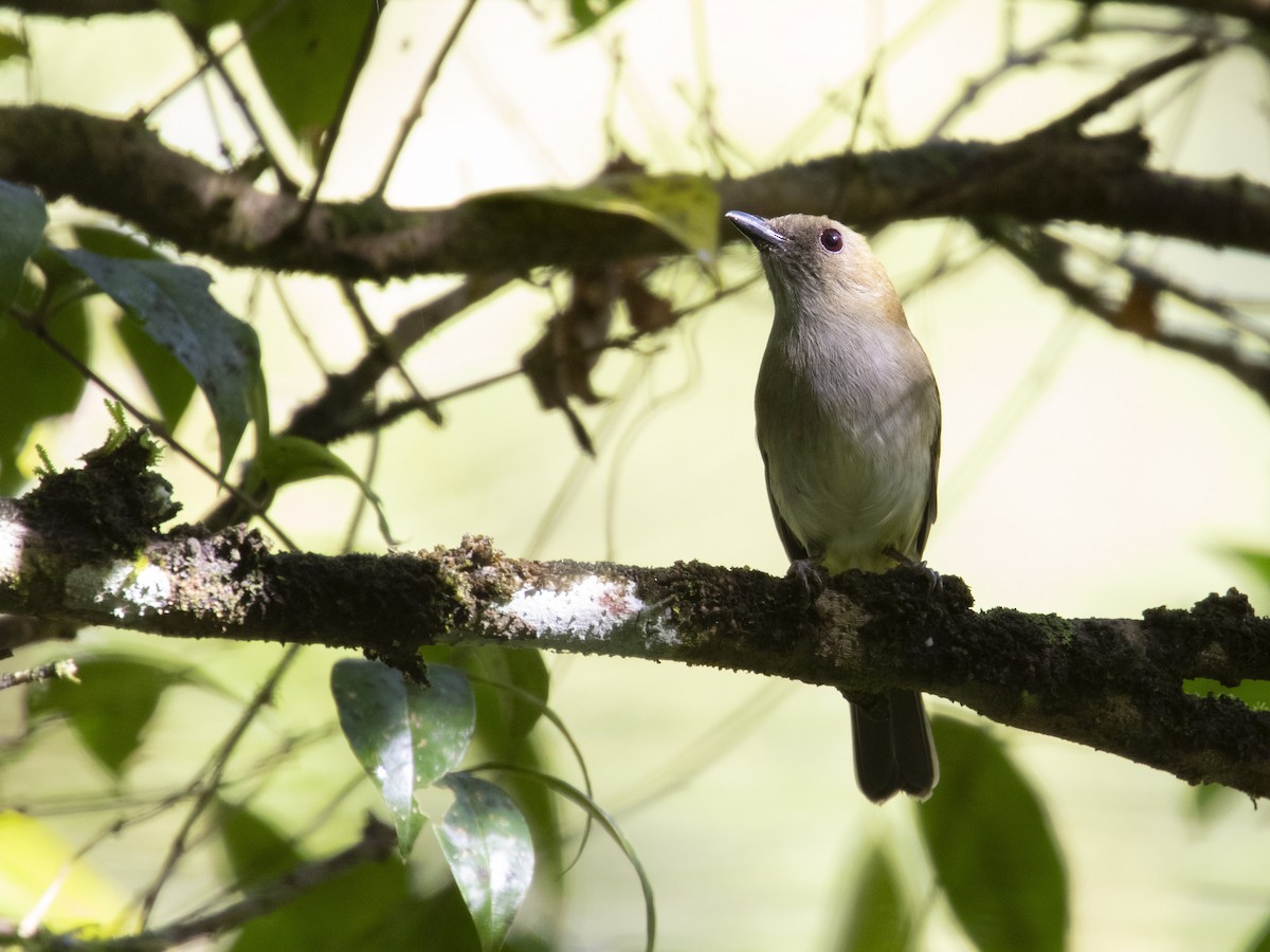 Green-backed Whistler - ML620596111