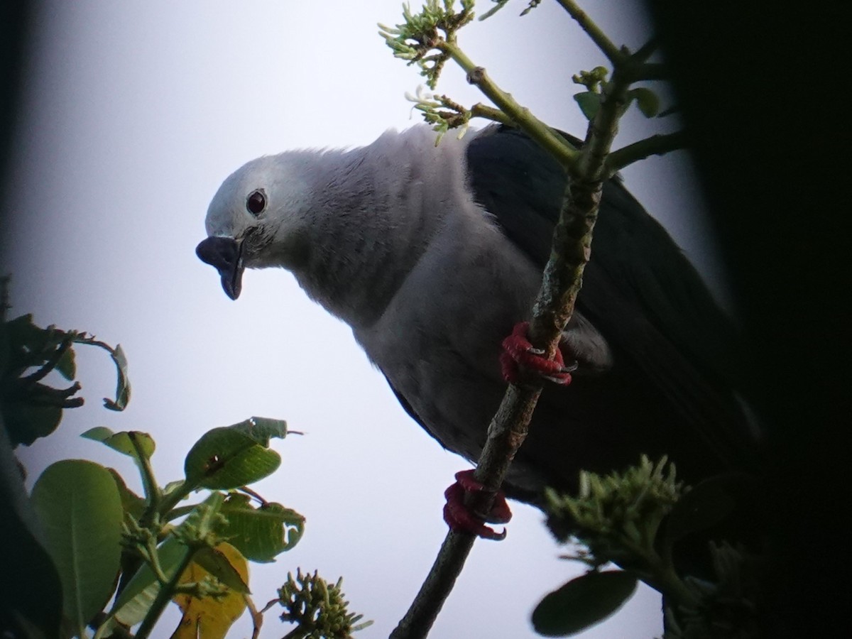 Pacific Imperial-Pigeon - ML620596112