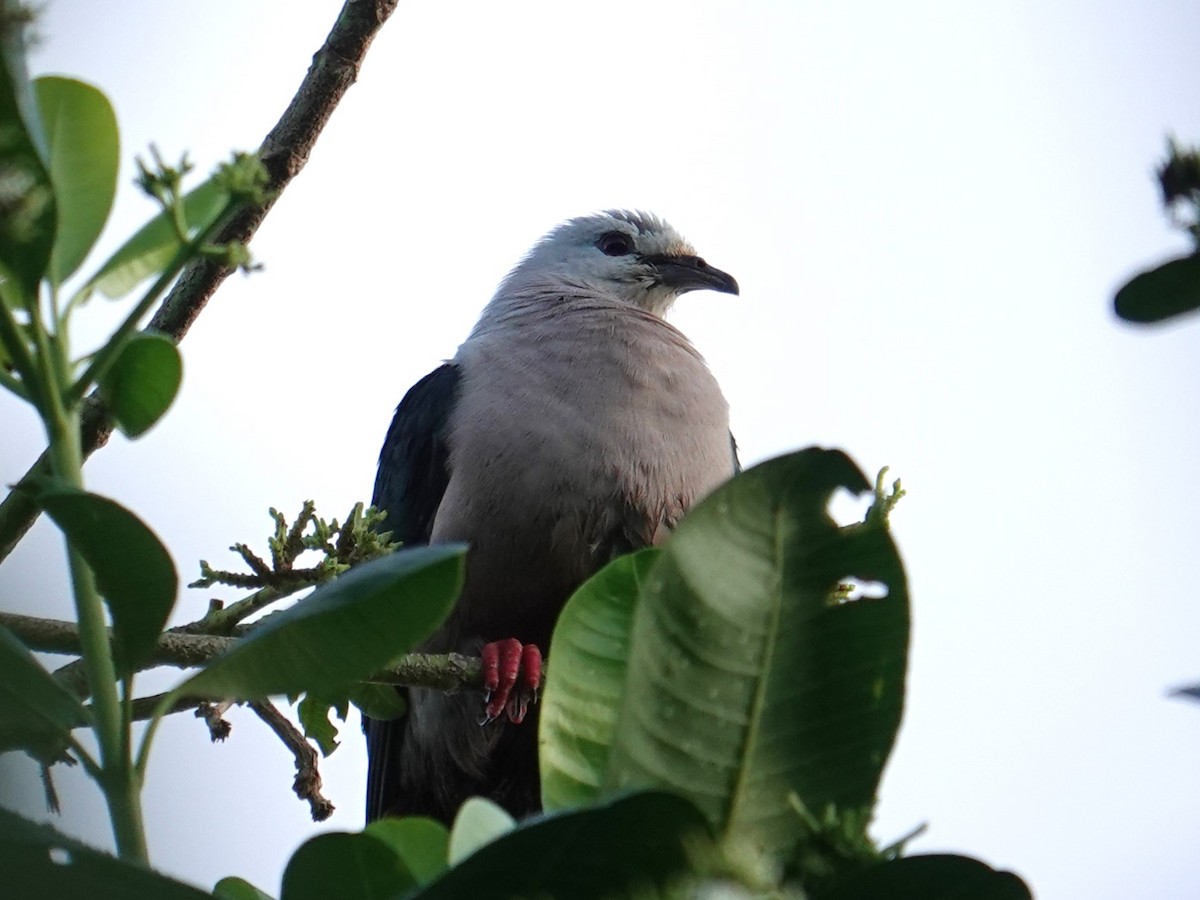 Pacific Imperial-Pigeon - ML620596113