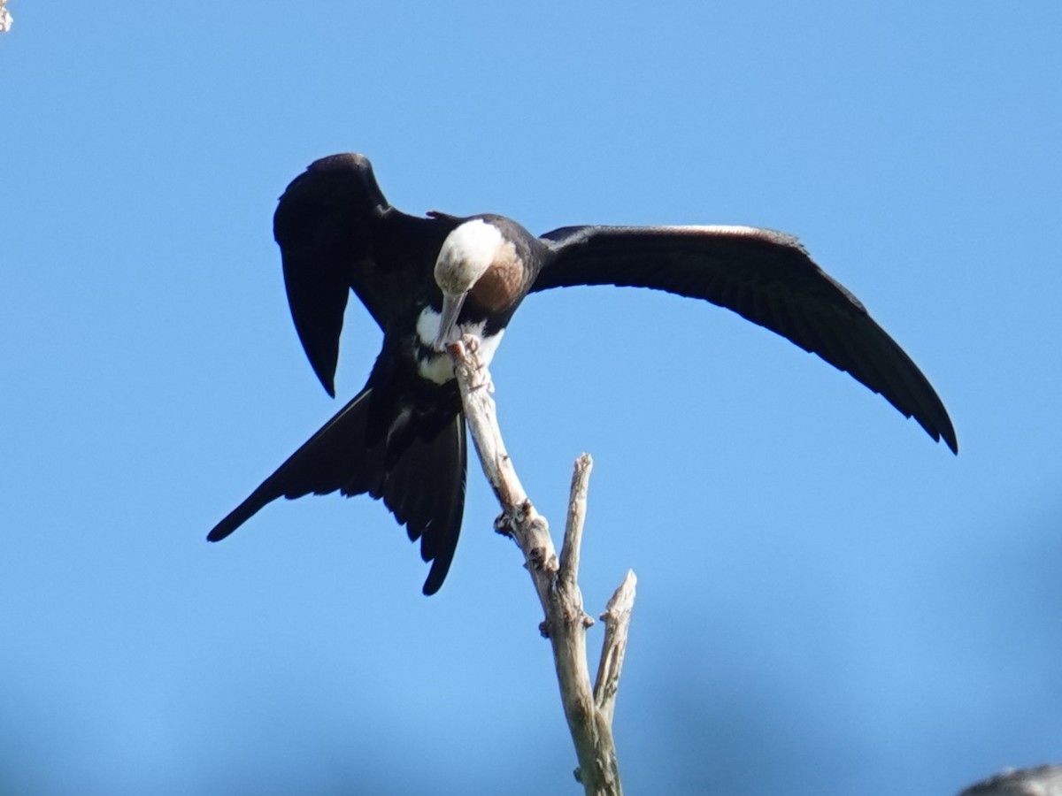 Great Frigatebird - ML620596115