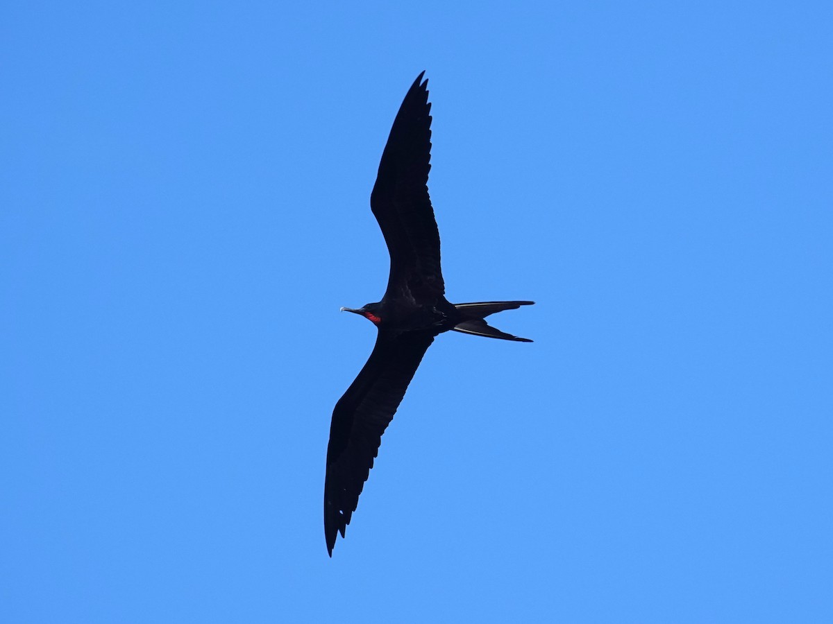 Great Frigatebird - ML620596116