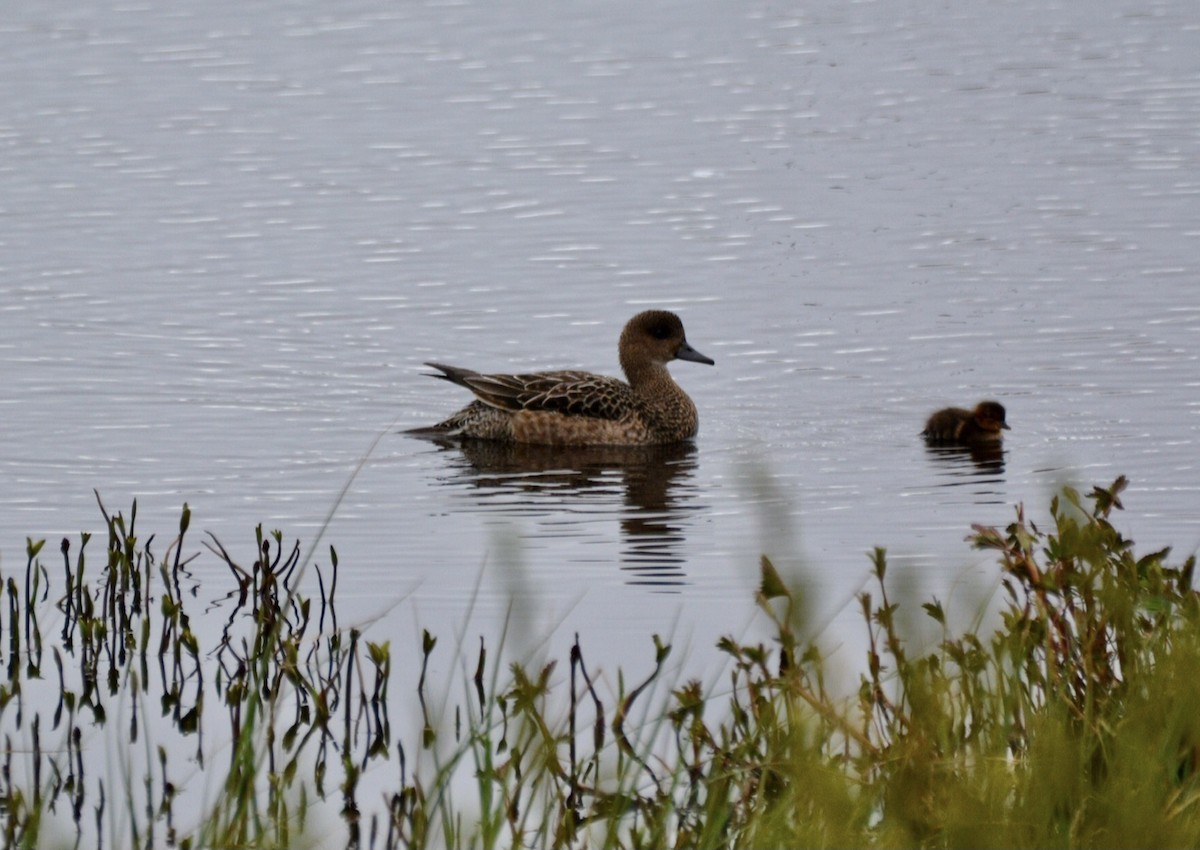 Eurasian Wigeon - ML620596117