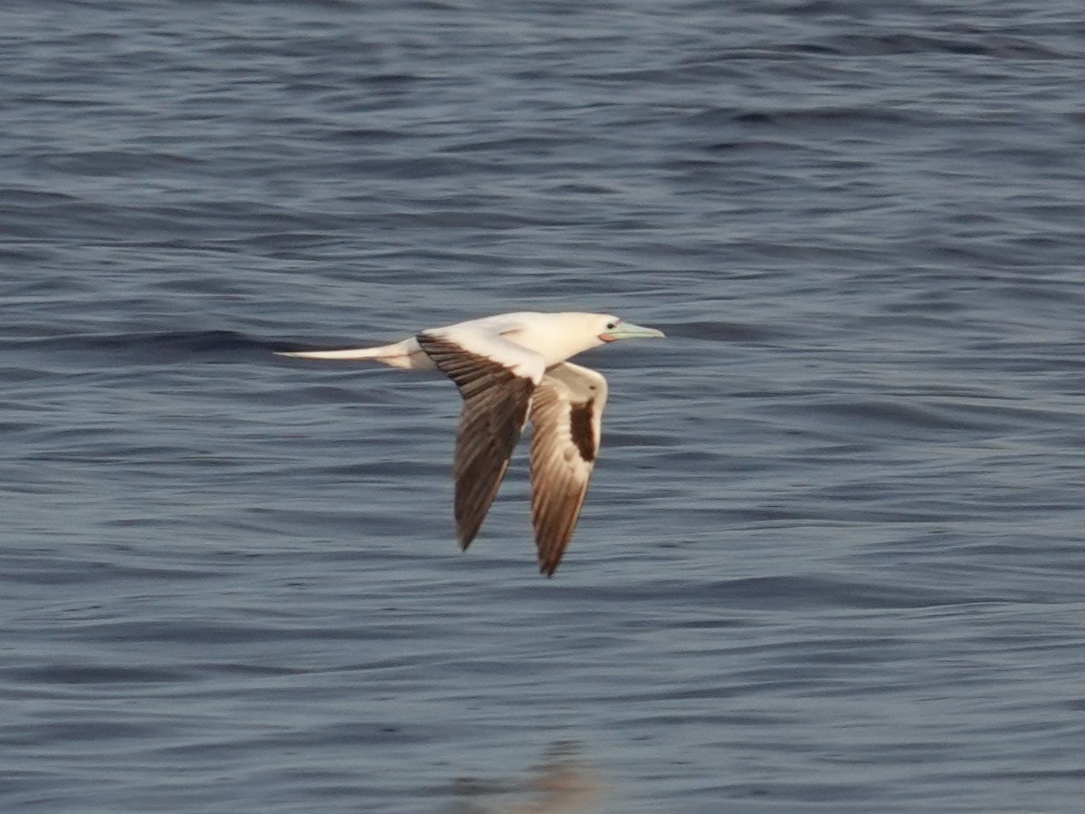 Red-footed Booby - ML620596118