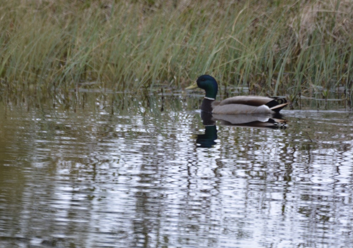 Mallard - ML620596119