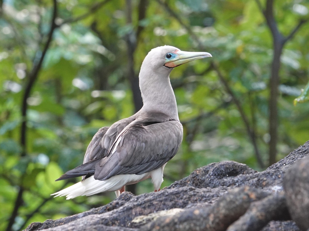 Red-footed Booby - ML620596120