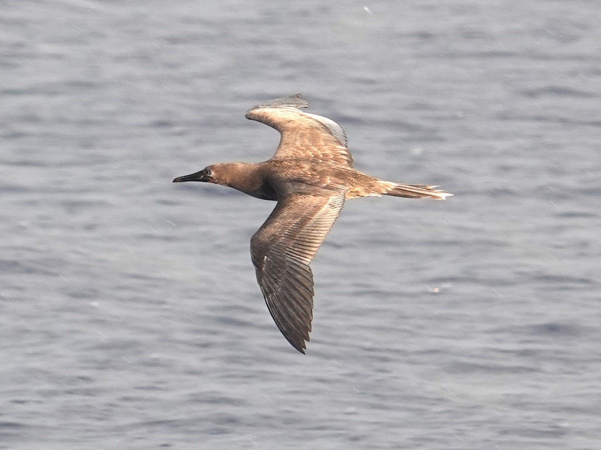 Fou à pieds rouges - ML620596121