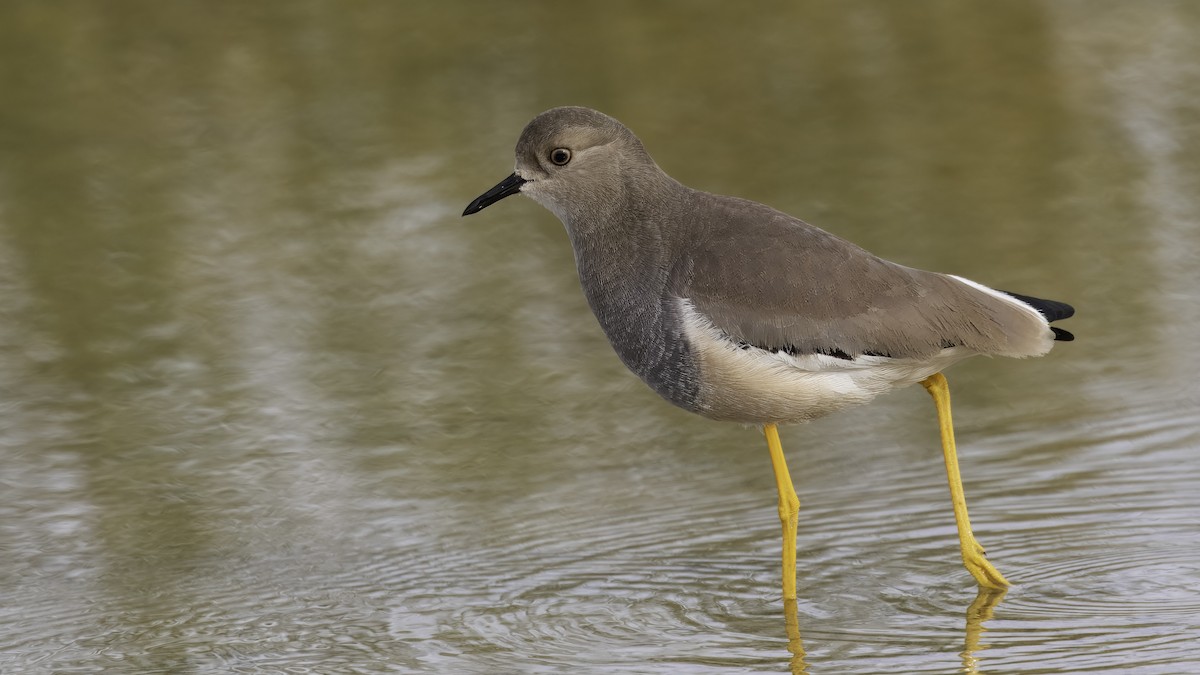 White-tailed Lapwing - ML620596122