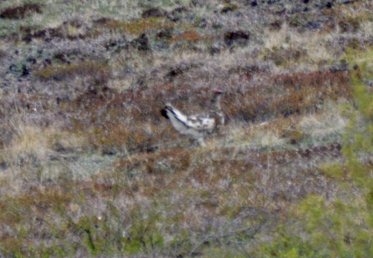 Rock Ptarmigan - ML620596123