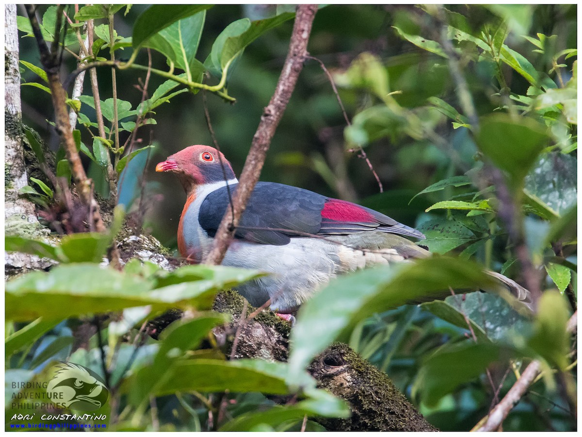 Flame-breasted Fruit-Dove - ML620596124