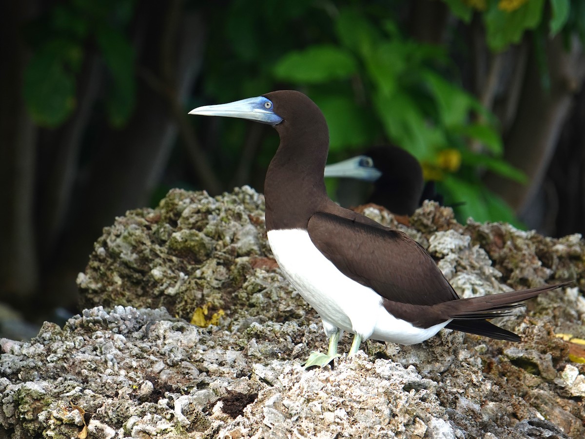 Brown Booby - ML620596125