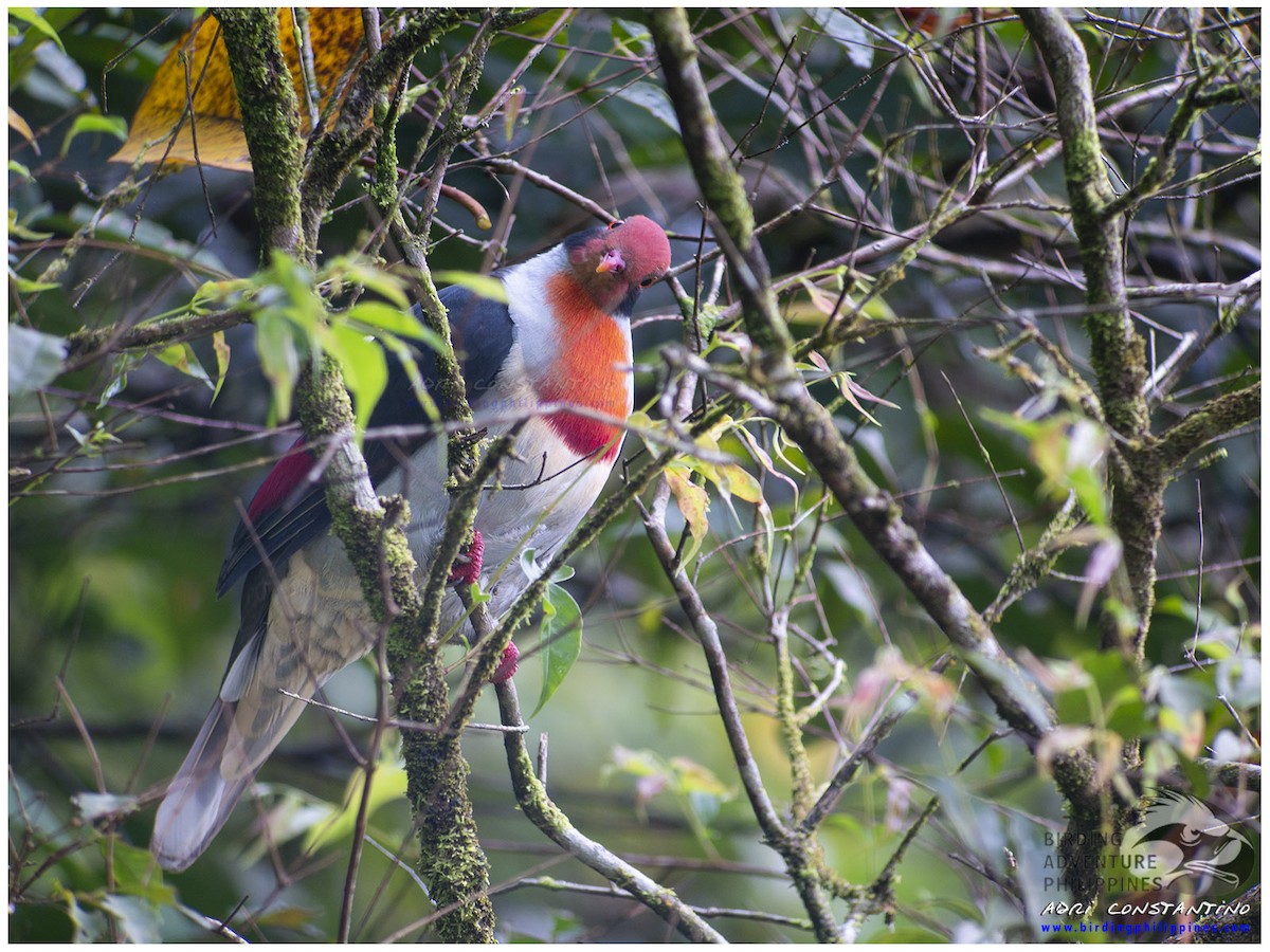 Flame-breasted Fruit-Dove - ML620596126
