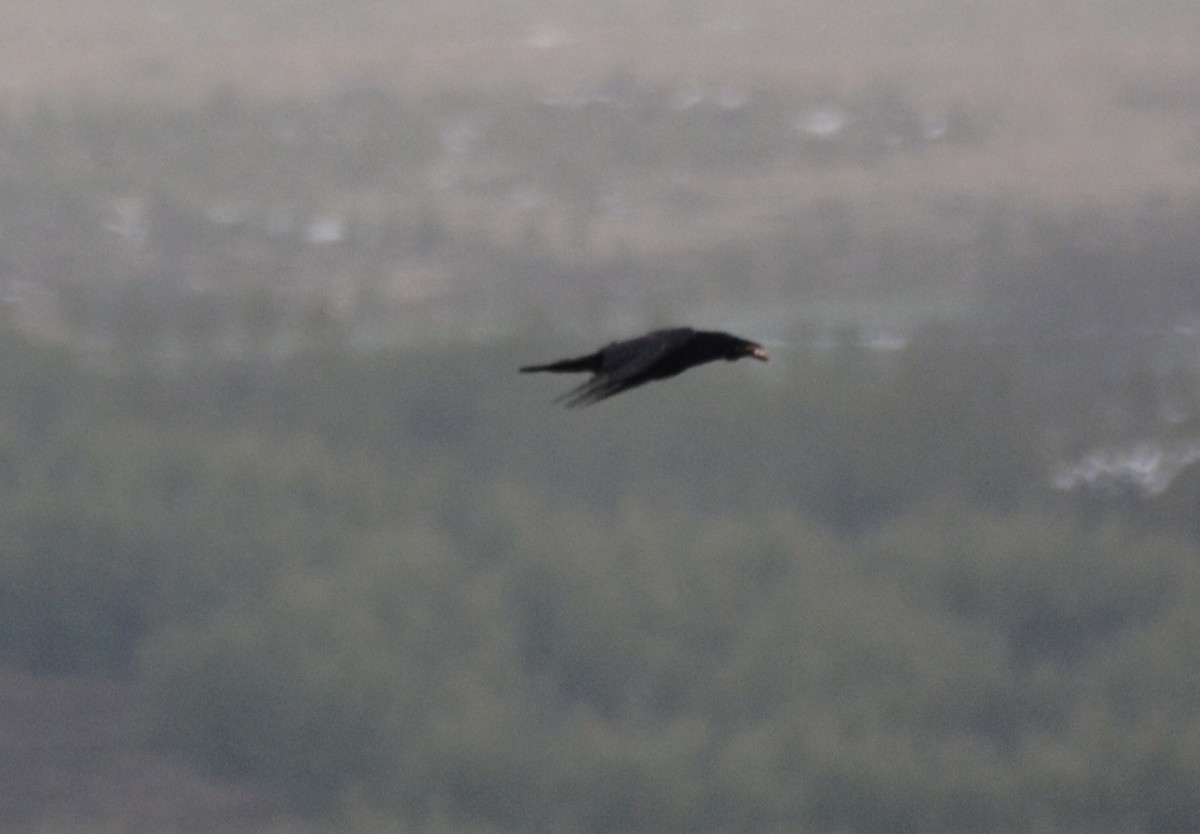 Common Raven - ML620596127