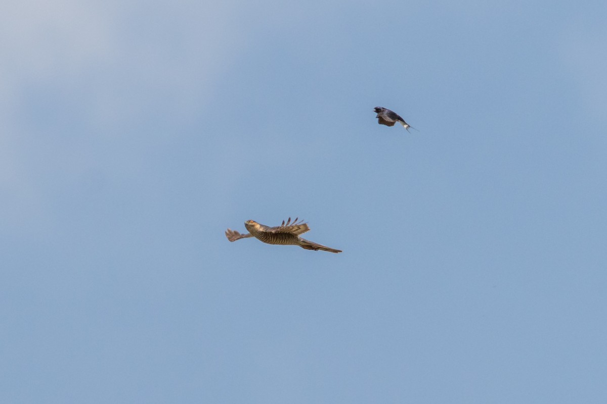 Eurasian Sparrowhawk - Michal Bagala