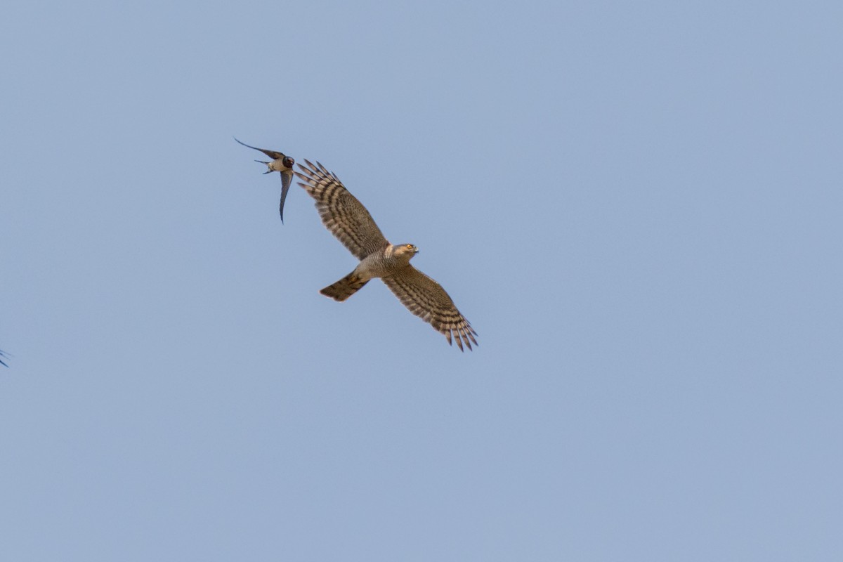 Eurasian Sparrowhawk - ML620596131