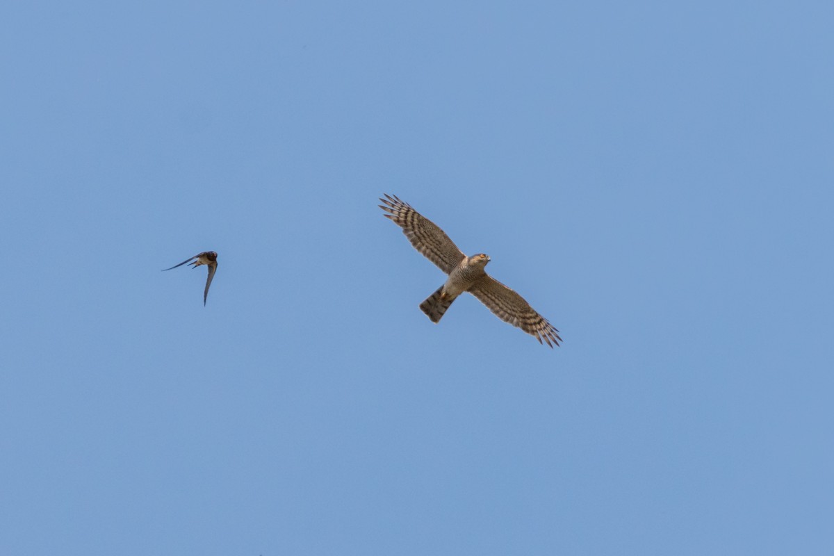 Eurasian Sparrowhawk - ML620596132