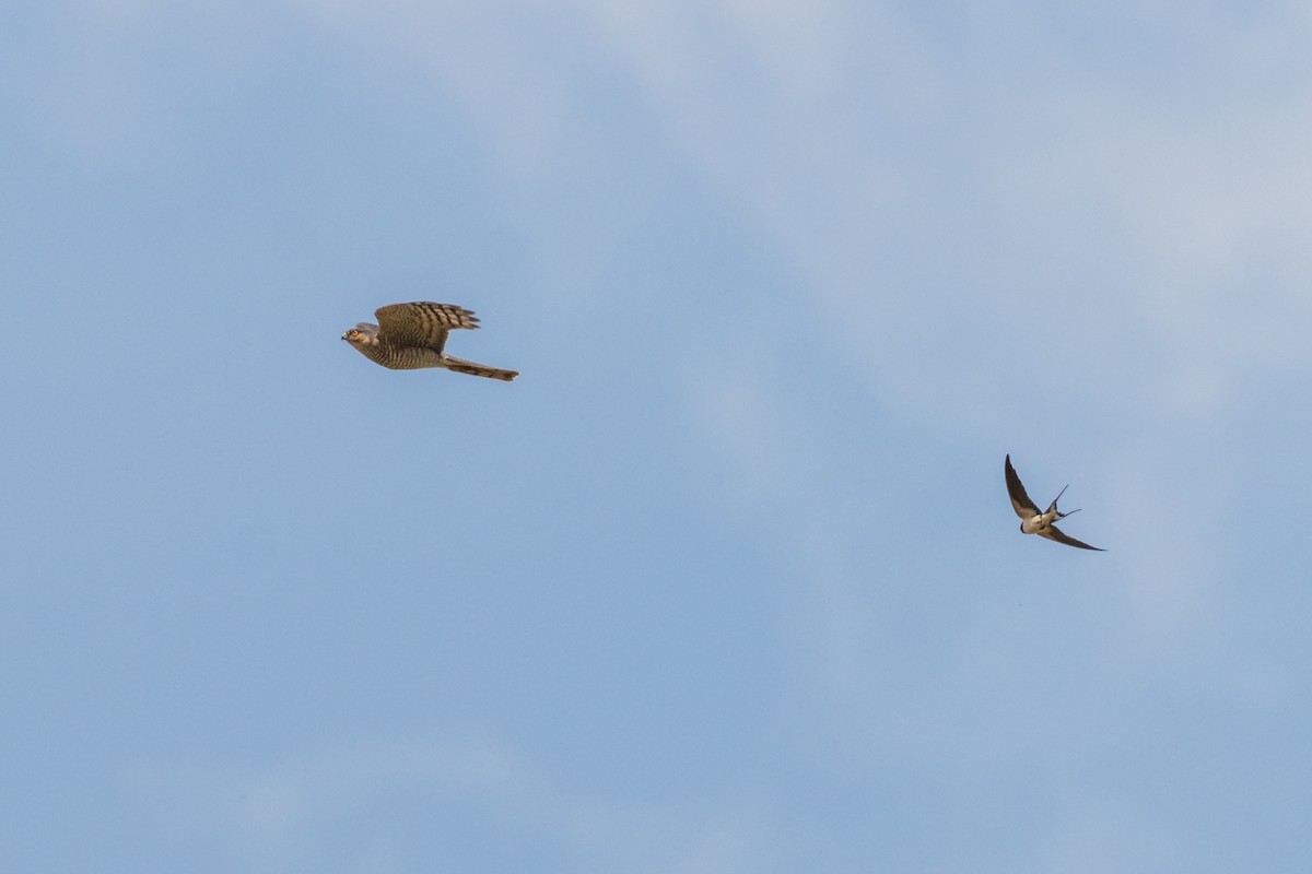 Eurasian Sparrowhawk - ML620596133