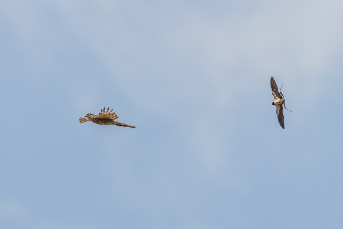 Eurasian Sparrowhawk - ML620596134