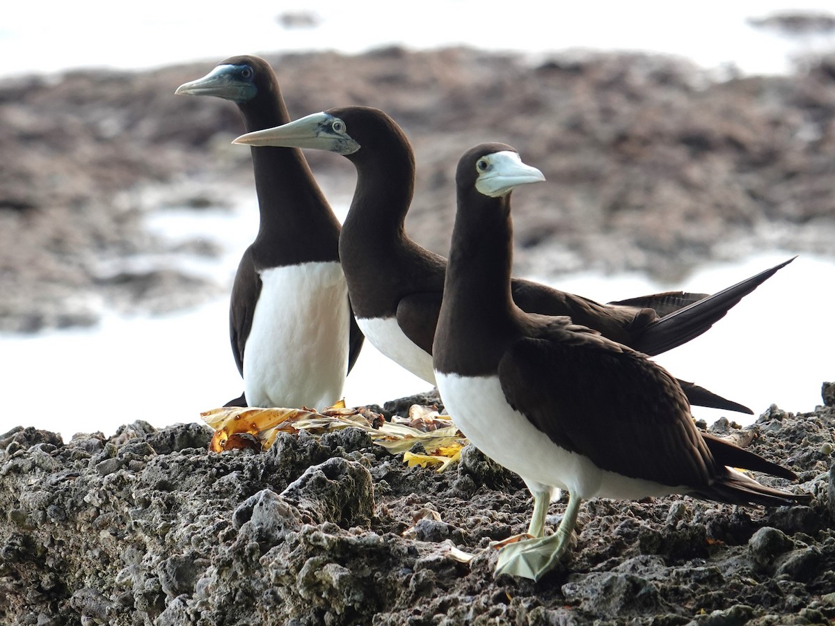 Brown Booby - ML620596137