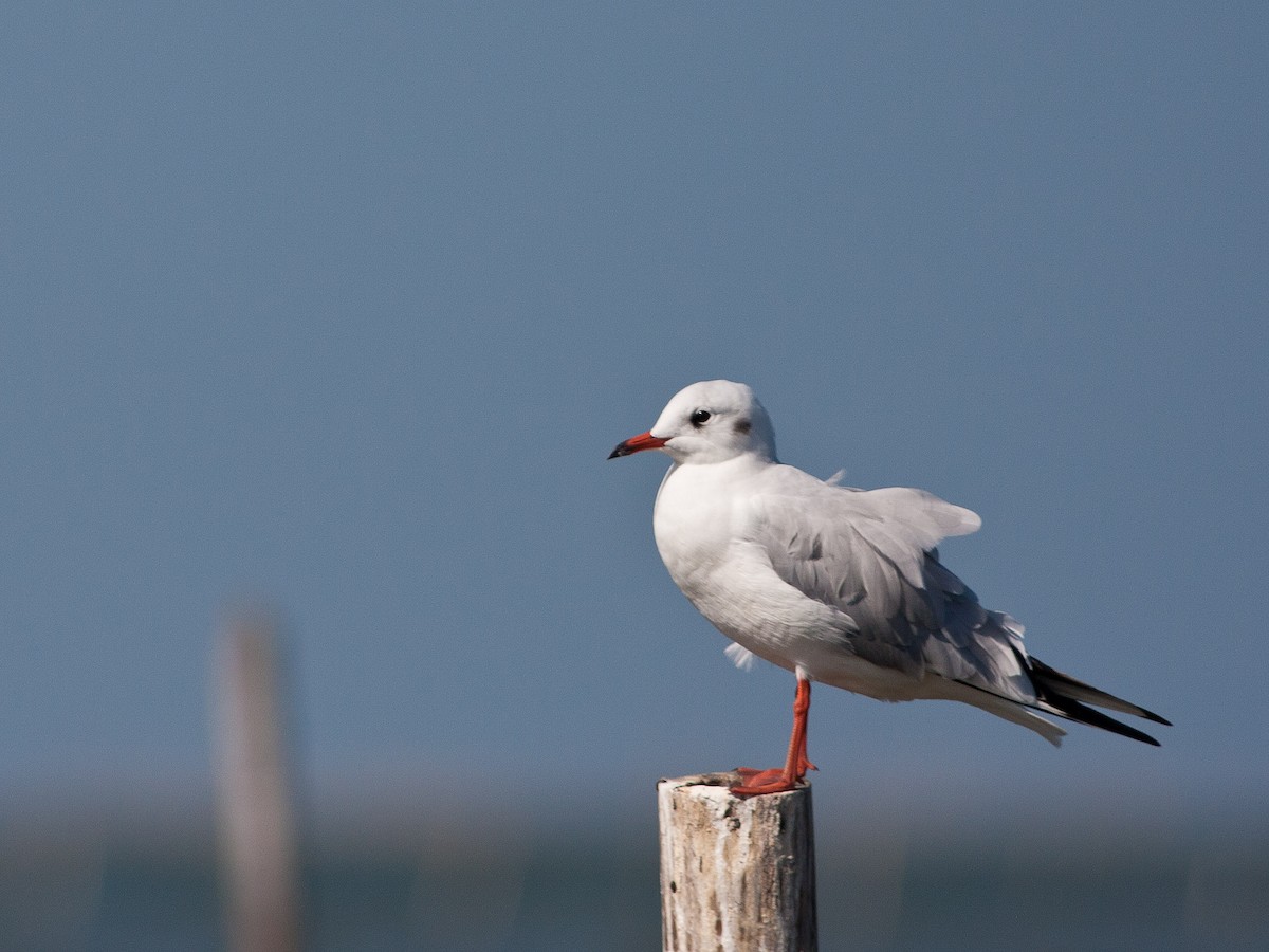 Black-headed Gull - ML620596139