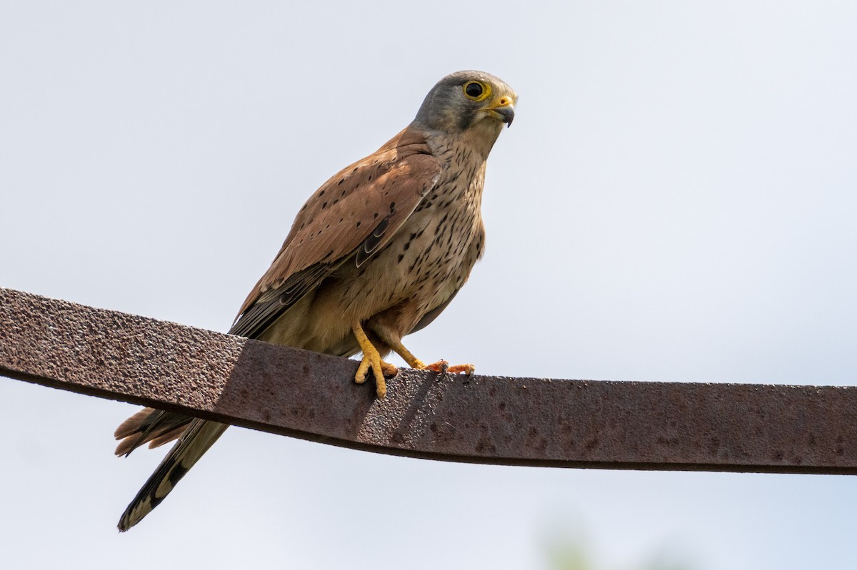 Eurasian Kestrel - ML620596141