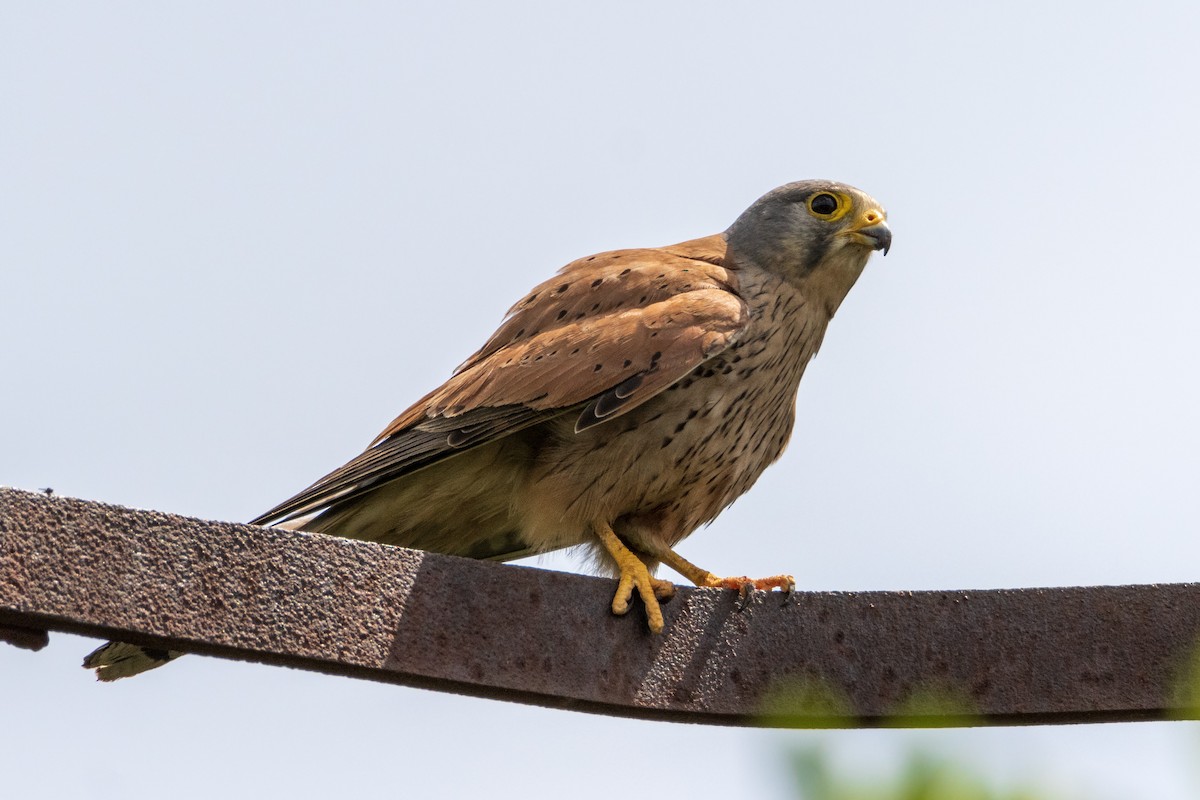 Eurasian Kestrel - ML620596142