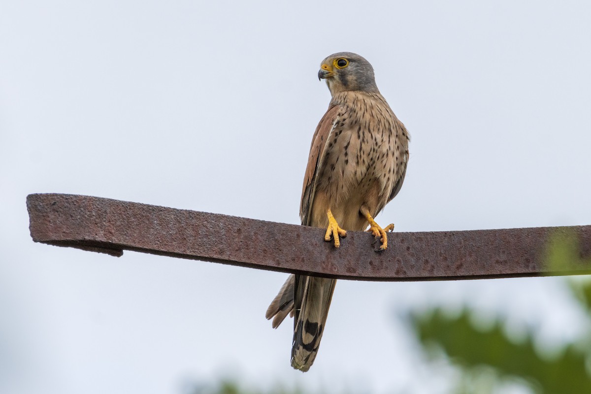 Eurasian Kestrel - ML620596143