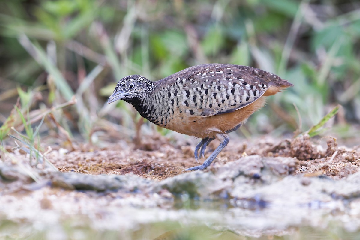 Barred Buttonquail - ML620596144