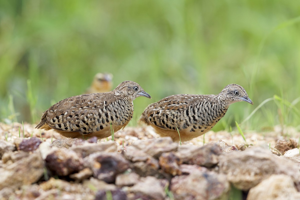 Barred Buttonquail - ML620596145