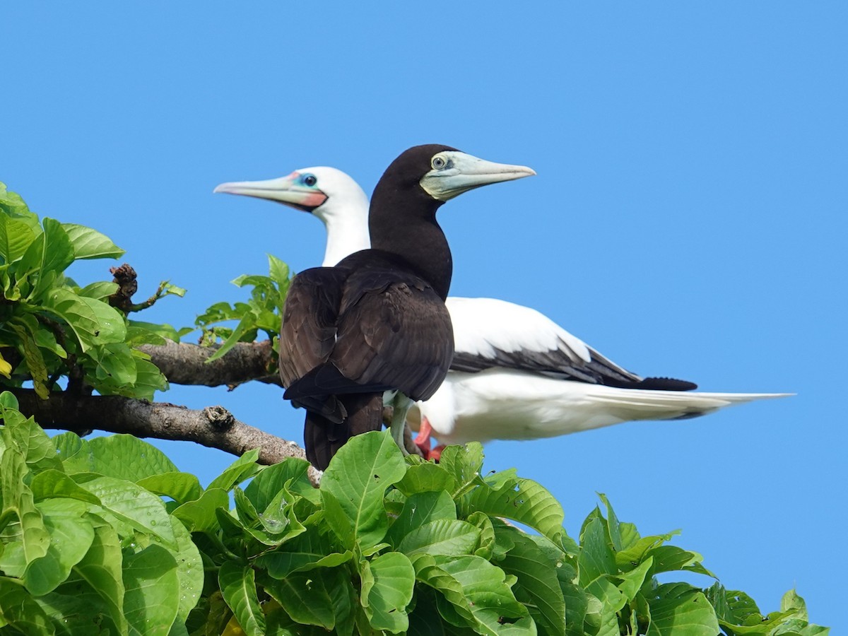 Brown Booby - ML620596146