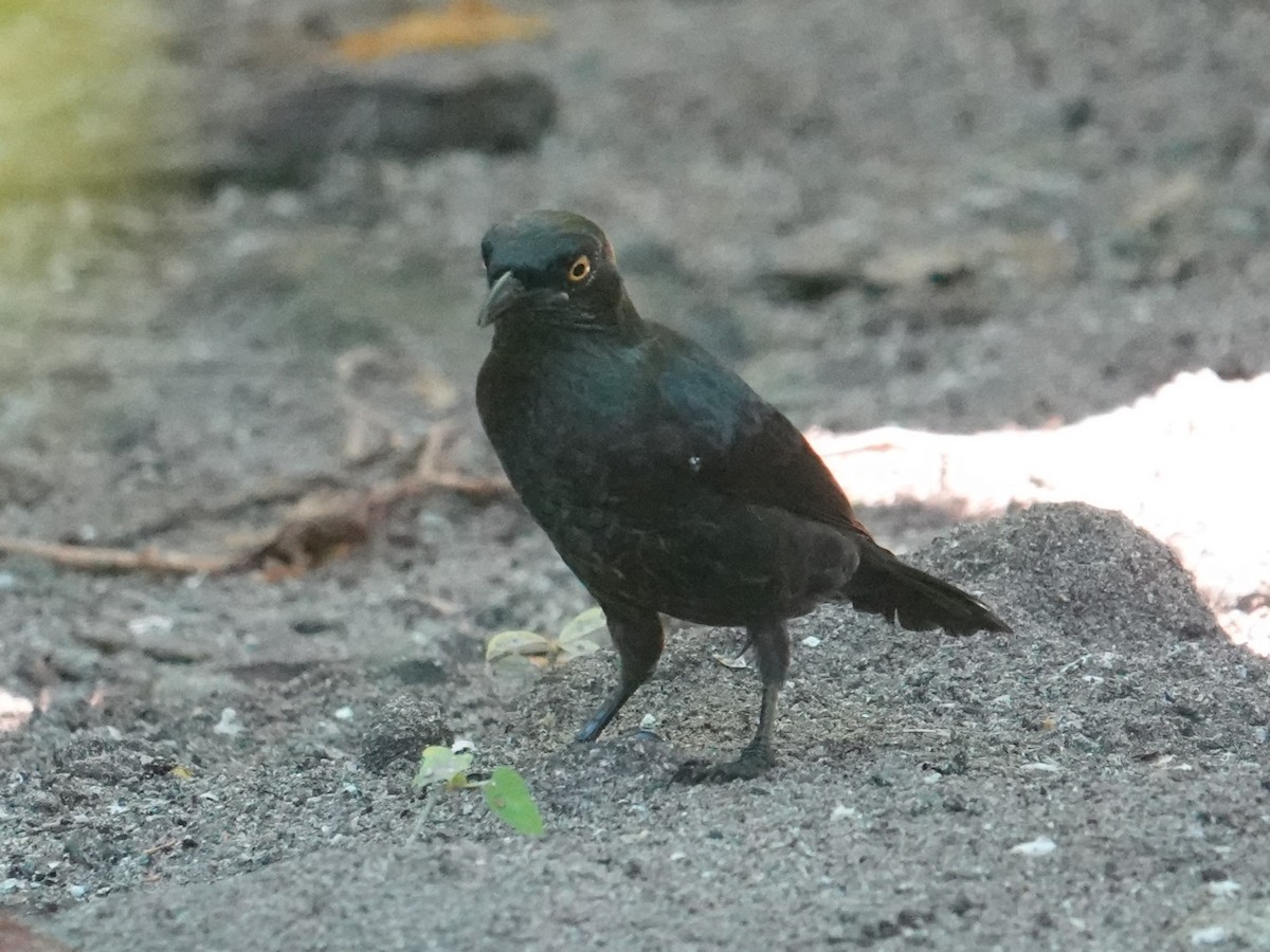 Atoll Starling - ML620596151