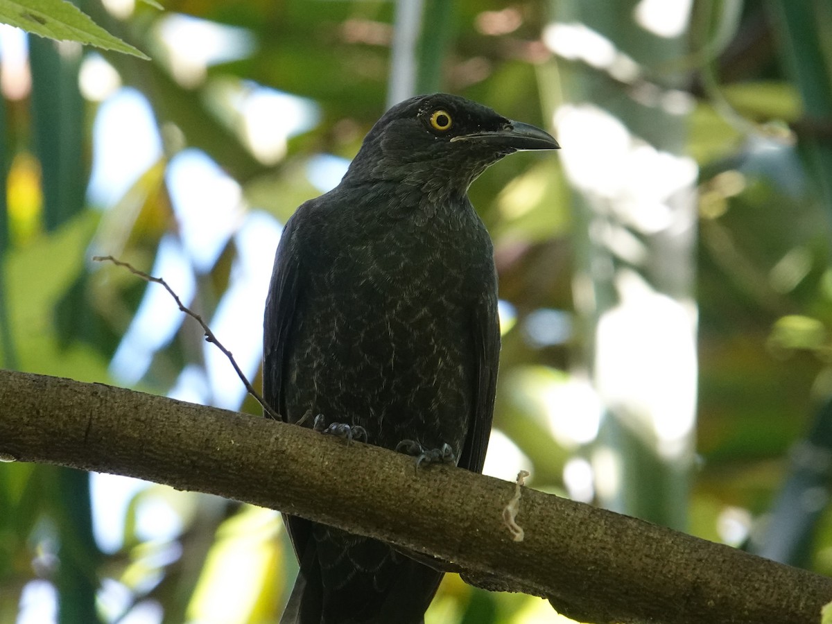 Atoll Starling - ML620596154