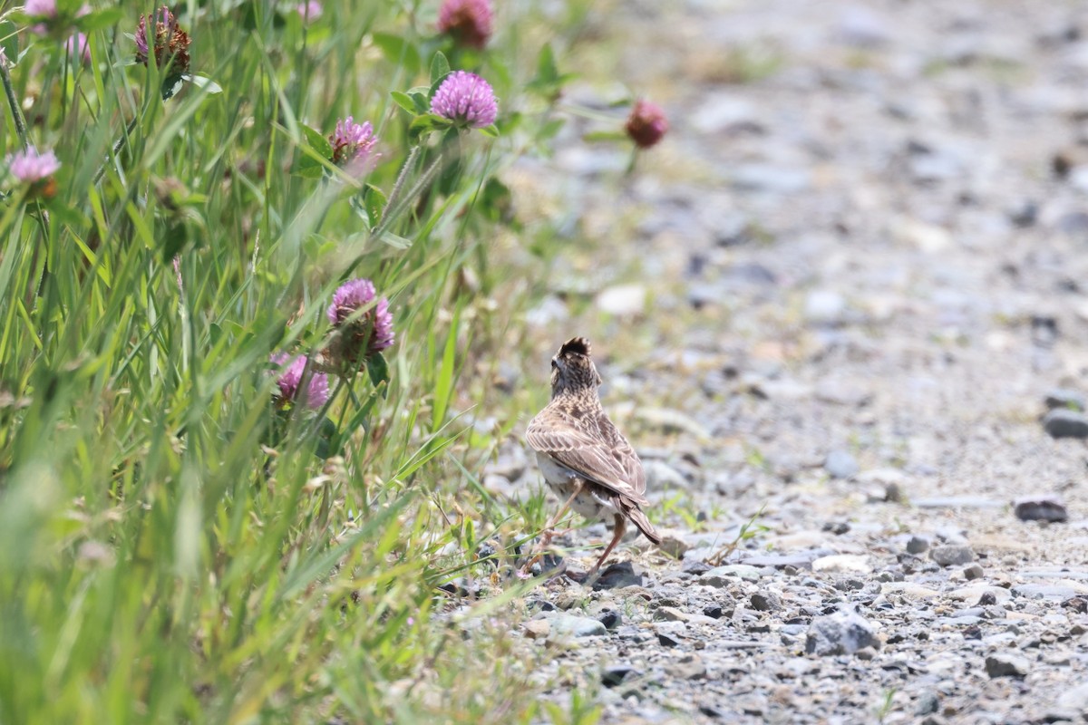 Eurasian Skylark - ML620596155